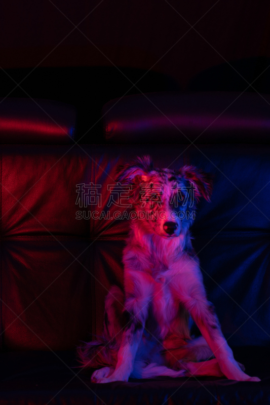 边境牧羊犬,狗,小狗