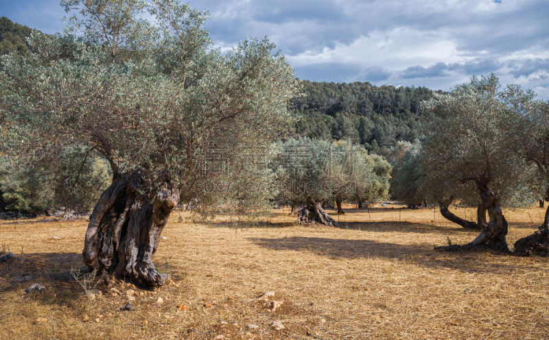 公园,马略卡,西班牙,园林,sierra de tramuntana,山,传统,热带气候,巷,著名景点