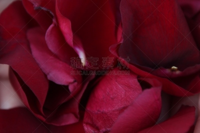 Fondo de pétalos de rosa