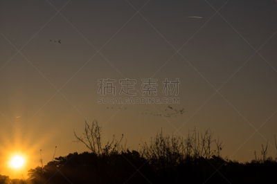 雁属,云景,云,填海造地,动物群,动物,动物习性,农场,高处,晴朗