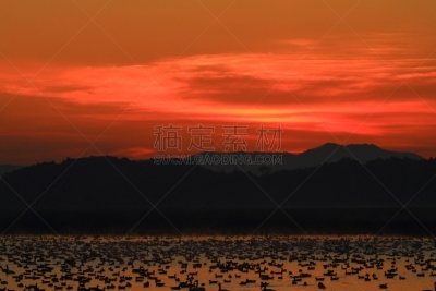 izunuma,宫城县,黎明,旅途,著名自然景观,水面,自然美,宫城县栗原市,鸟类,丘陵鹅
