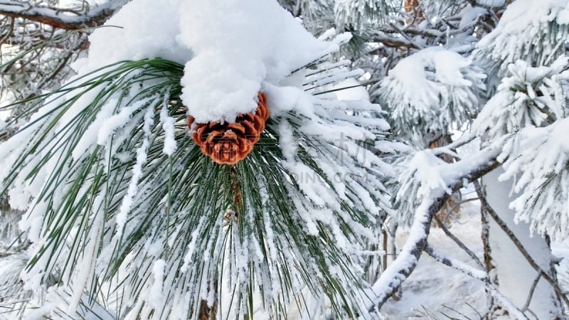 冬天,雪,松果,特写,枝,沼穴伊甸;,自然,十二月,图像,加拿大