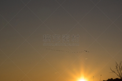 雁属,湿,云景,野生动物,云,填海造地,动物群,飞机,动物,丘陵鹅