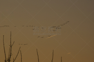 雁属,云景,云,填海造地,动物群,动物,动物习性,农场,高处,晴朗