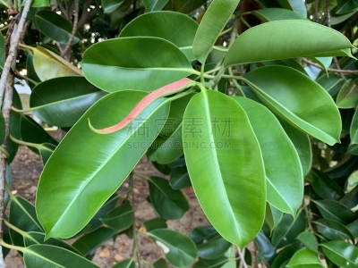 Hojas y retoño del árbol de hule