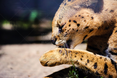 薮猫,野生猫科动物,自然美,可爱的,国内著名景点,马拉河,狞獾,野生动物,肖像,哺乳纲