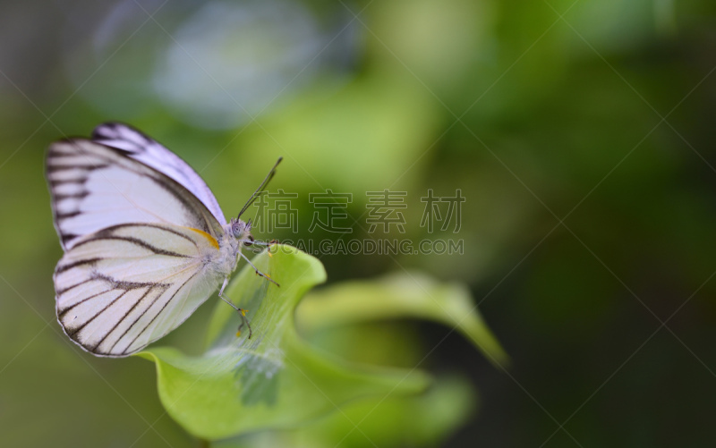 小的,白蝴蝶,留白,枝,绿色背景,生物学,背景分离,自由,野生动物,鳞翅类