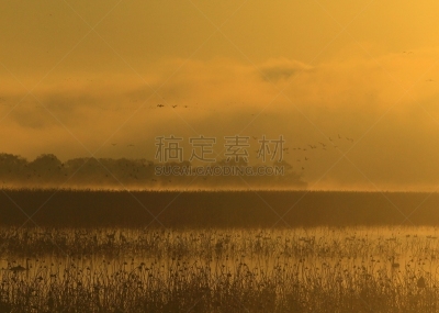izunuma,宫城县,黎明,旅途,著名自然景观,水面,自然美,宫城县栗原市,鸟类,丘陵鹅