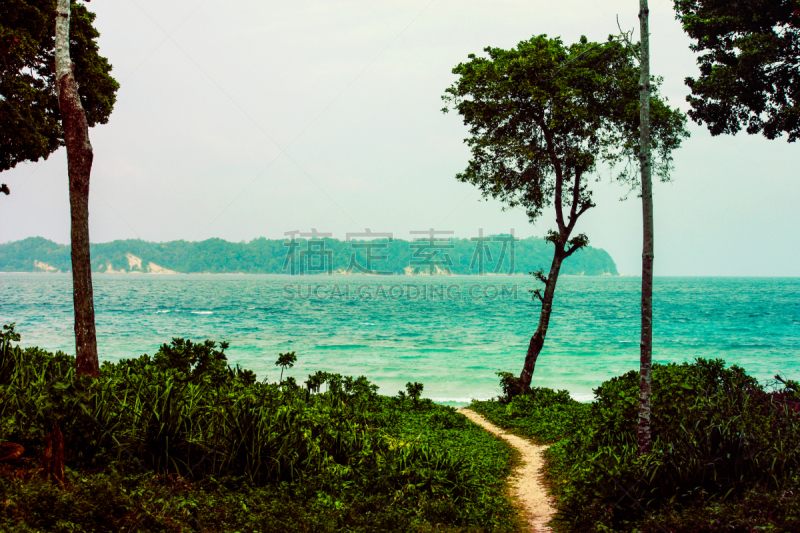 小路,森林,海滩,在之间,步行道路,草,逃避现实,哈弗洛克岛,海岸线,波浪