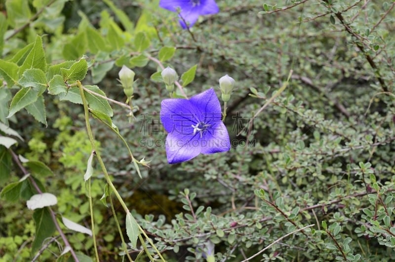 蓝色,桔梗花,花