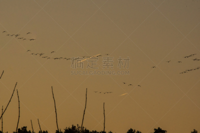 雁属,云景,云,填海造地,动物群,动物,动物习性,农场,高处,晴朗