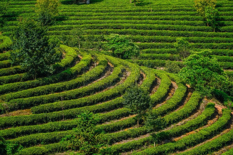 中国,云南省,山,茶树,钚,农业,旅途,云,农场,梯田