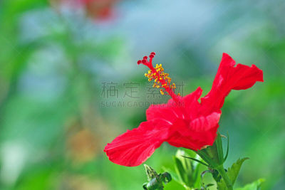 Hibiscus
ハイビスカス