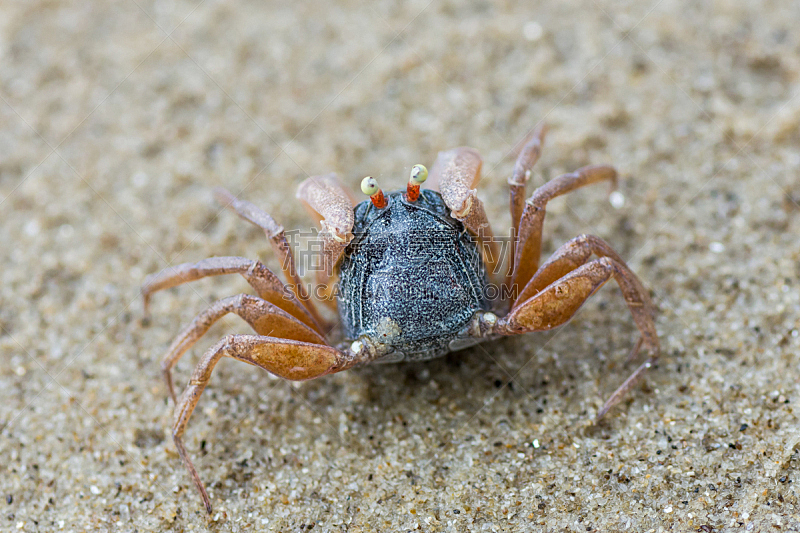 螃蟹,沙子,海滩,小的,活力,一个物体,营养品,动物,动物习性,贝壳