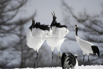 丹顶鹤,乡村,湿,寒冷,自然界的状态,野生动物,雪,自然美,生物,动物