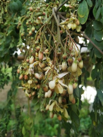 清新,自然,叶子,绿色,雏菊,菊花,草地,仅一朵花,农业,食品