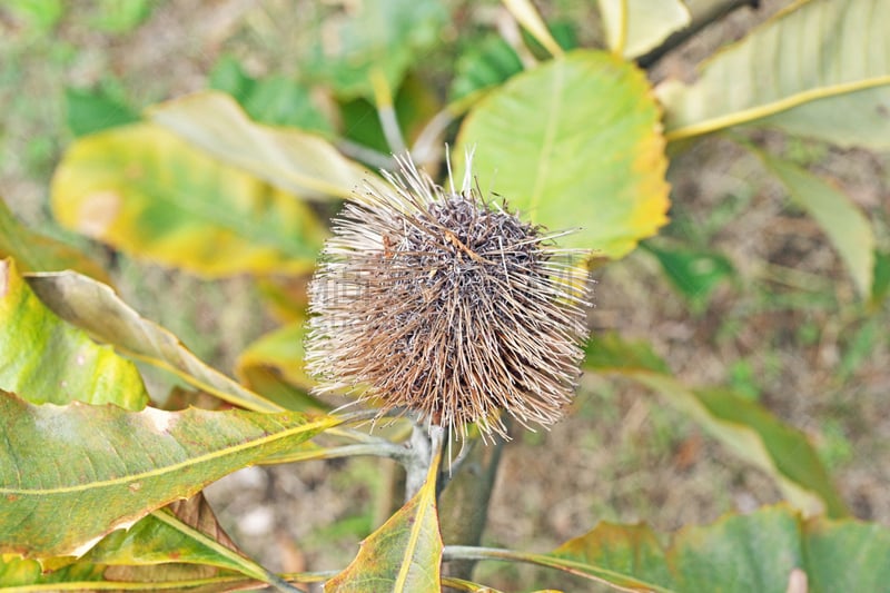 Swamp Banksia
スワンプバンクシア