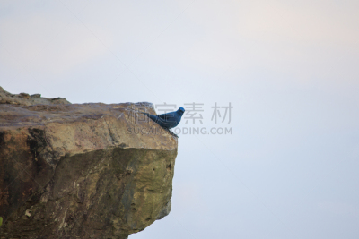 灰色,鸟类,悬崖,高处,暗色,野生动物,泰国,翅膀,动物,印加人文明
