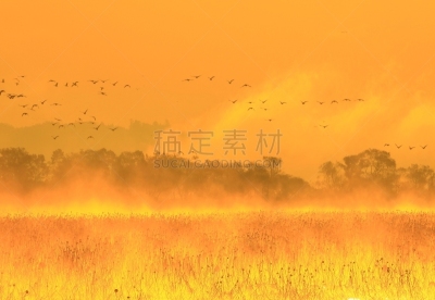 izunuma,宫城县,黎明,水面,宫城县栗原市,丘陵鹅,鸟类,白额雁,户外,日本