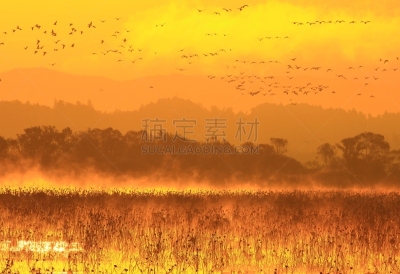izunuma,宫城县,黎明,水面,宫城县栗原市,丘陵鹅,鸟类,白额雁,户外,日本