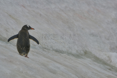 巴布亚企鹅,非凡的,风景,南极洲,野外动物,半岛,南冰洋,mithridates vi,气候,肖像