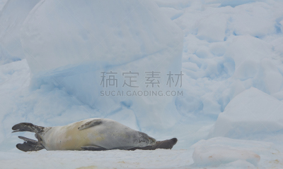 非凡的,风景,南极洲,野外动物,食蟹海豹,半岛,南冰洋,mithridates vi,气候,肖像