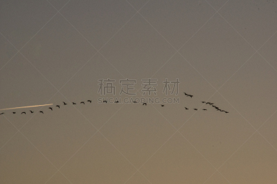 雁属,湿,视角,云景,野生动物,云,填海造地,交通方式,动物群,飞机
