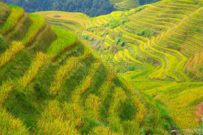 稻,梯田,龙脊梯田,农业,传统,桂林,景观设计,食品,环境,枝繁叶茂