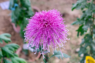 粉色,菊花,彩色图片,植物群,花头,爱的,图标,夏天,爱,奉承