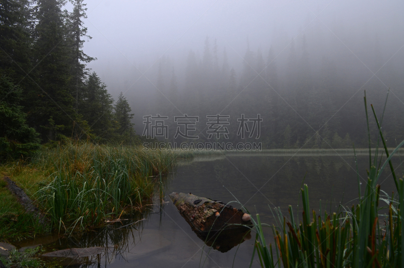 湖,风景,山,雾,森林,宏伟,乌克兰,山毛榉树