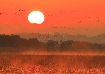 izunuma,宫城县,黎明,水面,宫城县栗原市,丘陵鹅,鸟类,白额雁,户外,日本