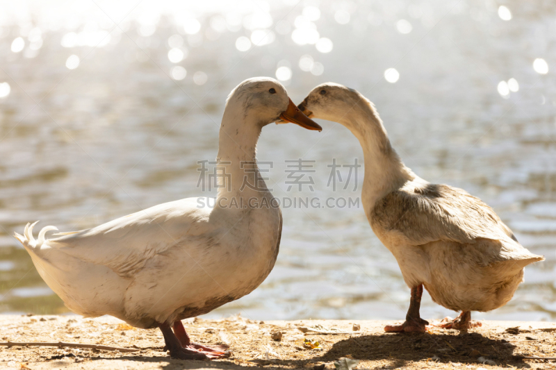 动物,湖,农业,鸭子,农场,白色,两只动物,池塘,站