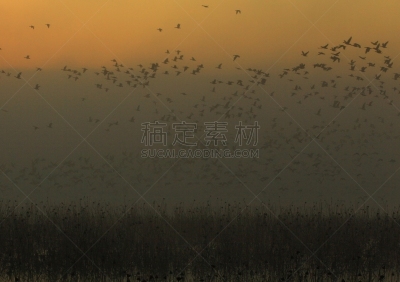 izunuma,宫城县,黎明,旅途,著名自然景观,水面,自然美,宫城县栗原市,鸟类,丘陵鹅