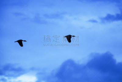 天空,鸭子,吹口哨,海洋,平视角,云景,自由,热带气候,环境,野生动物
