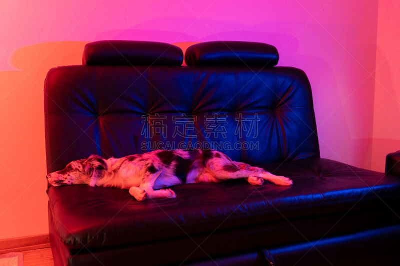 边境牧羊犬,狗,小狗