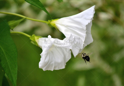 蜜蜂,自然,牵牛花,仅一朵花,两个物体,大黄蜂,加拿大,自然美,生物,花的组成部分