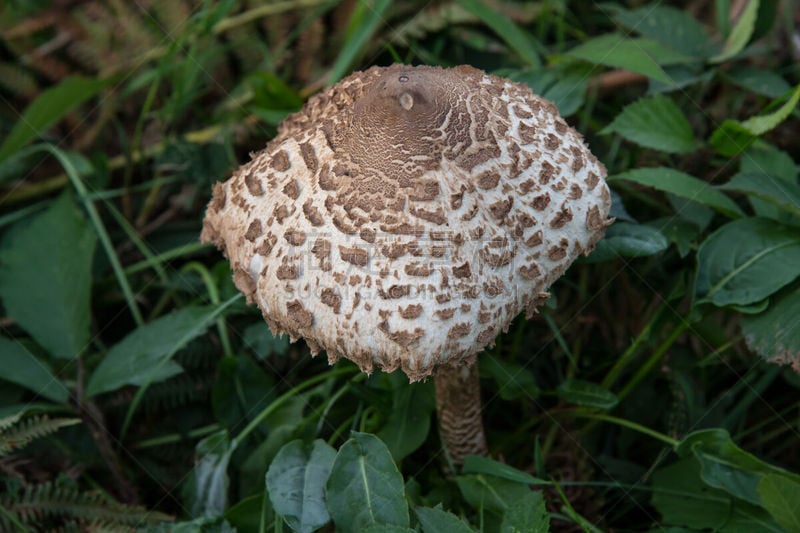 康沃尔,毛发蓬乱,蘑菇的结构,清新,一个物体,食品,草,生物