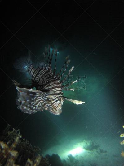 红海,蓑鲉,沙特阿拉伯,海岸线,水族馆,垂直画幅,野生动物,图像,海洋,狮子