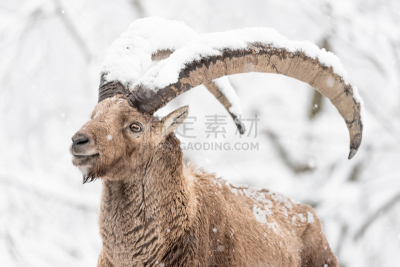 野生山羊,阿尔卑斯山巨角山羊,大风雪,在下面