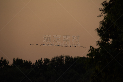 雁属,湿,云景,野生动物,云,黄昏,填海造地,动物群,飞机,动物