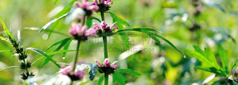 中国,植物,草本,接力赛,古老的,内蒙古自治区,益母草,平衡折角灯,花