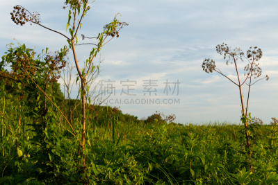 水禽,农业,伊利诺斯州,环境,云,草,稻,春天,农场,小路