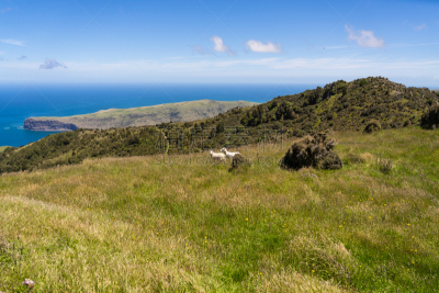 akaroa,在上面,新西兰,山,看风景,海岸线,监守自盗,非凡的,俄亥俄河,草