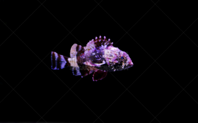 红色,鲉,人的眼睛,水下,有毒生物体,痛苦,清新,美,自然,野生动物
