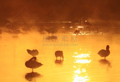 izunuma,宫城县,黎明,旅途,著名自然景观,水面,自然美,宫城县栗原市,鸟类,丘陵鹅