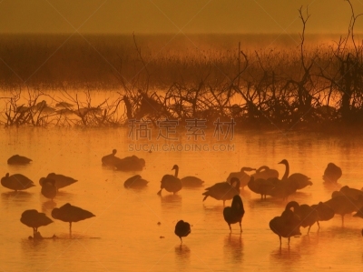izunuma,宫城县,黎明,旅途,著名自然景观,水面,自然美,宫城县栗原市,鸟类,丘陵鹅