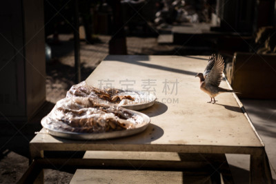 鸟类,桌子,可爱的,城市生活,自然界的状态,背景分离,风,食品,野生动物,库尔德斯坦