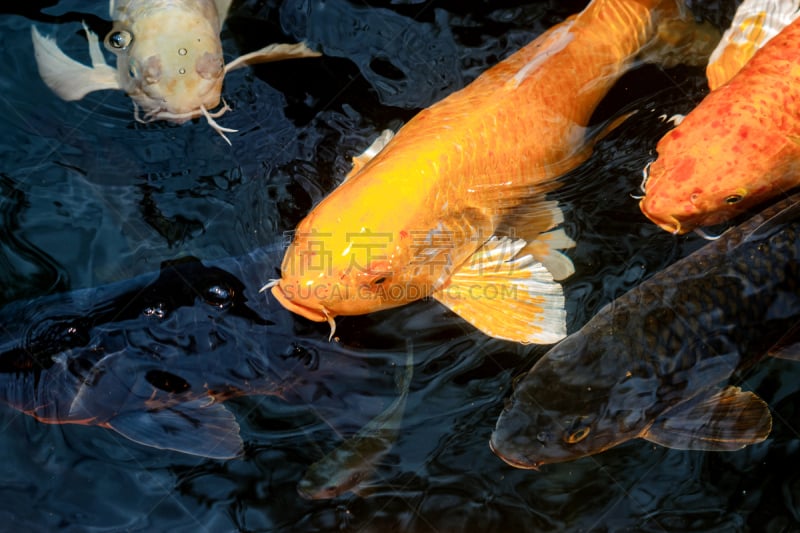 锦鲤,水面,色彩鲜艳,动物狂吃,食品,野生动物,格希奇努麦,湖,鲤鱼,人的眼睛