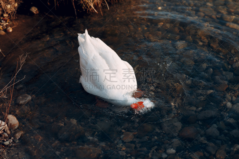 白色,池塘,鸭子,游泳