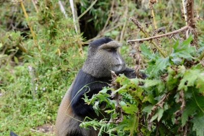 金丝猴,parc national des volcans,猴子,濒危物种,动物主题,戴安福西,杂技活动,野生动物,肖像,环境